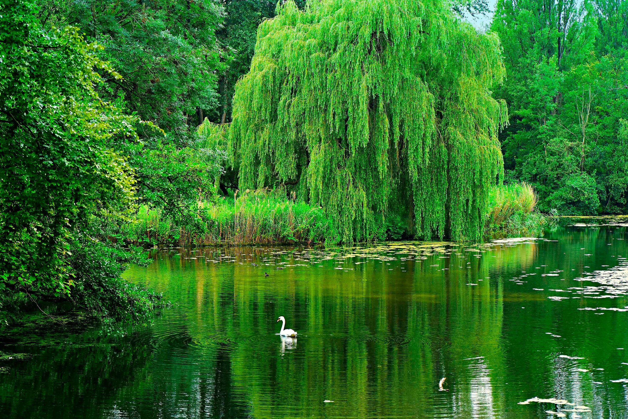 weeping-willow-4334489_2500.jpg