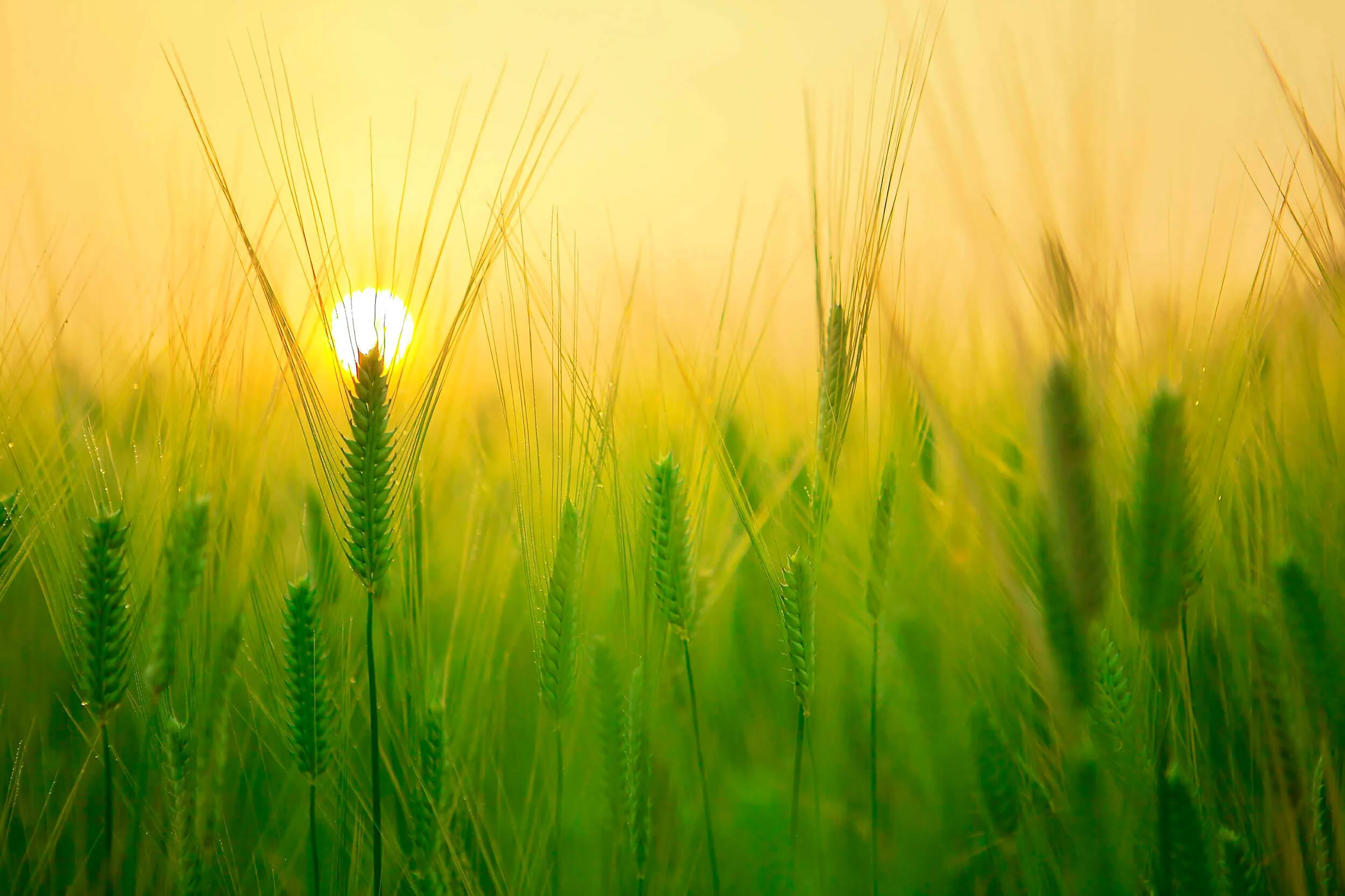 barley-field-1684052_2500.jpg
