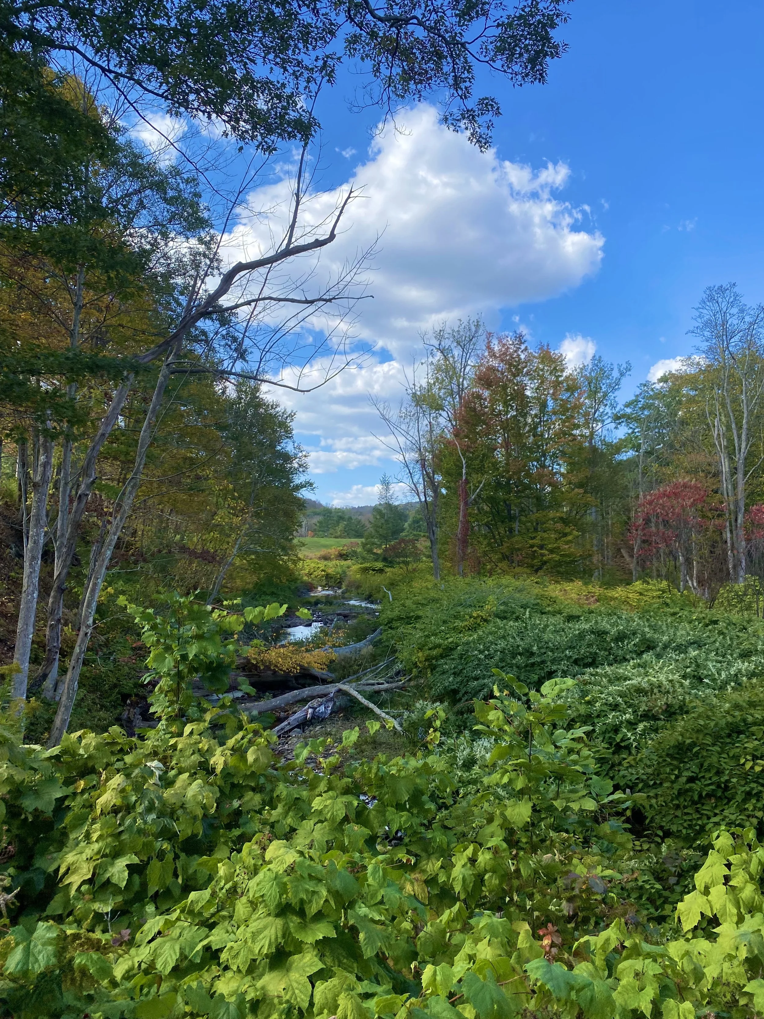 Catskill Beauty.jpg