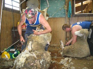 Shearing 2.jpg