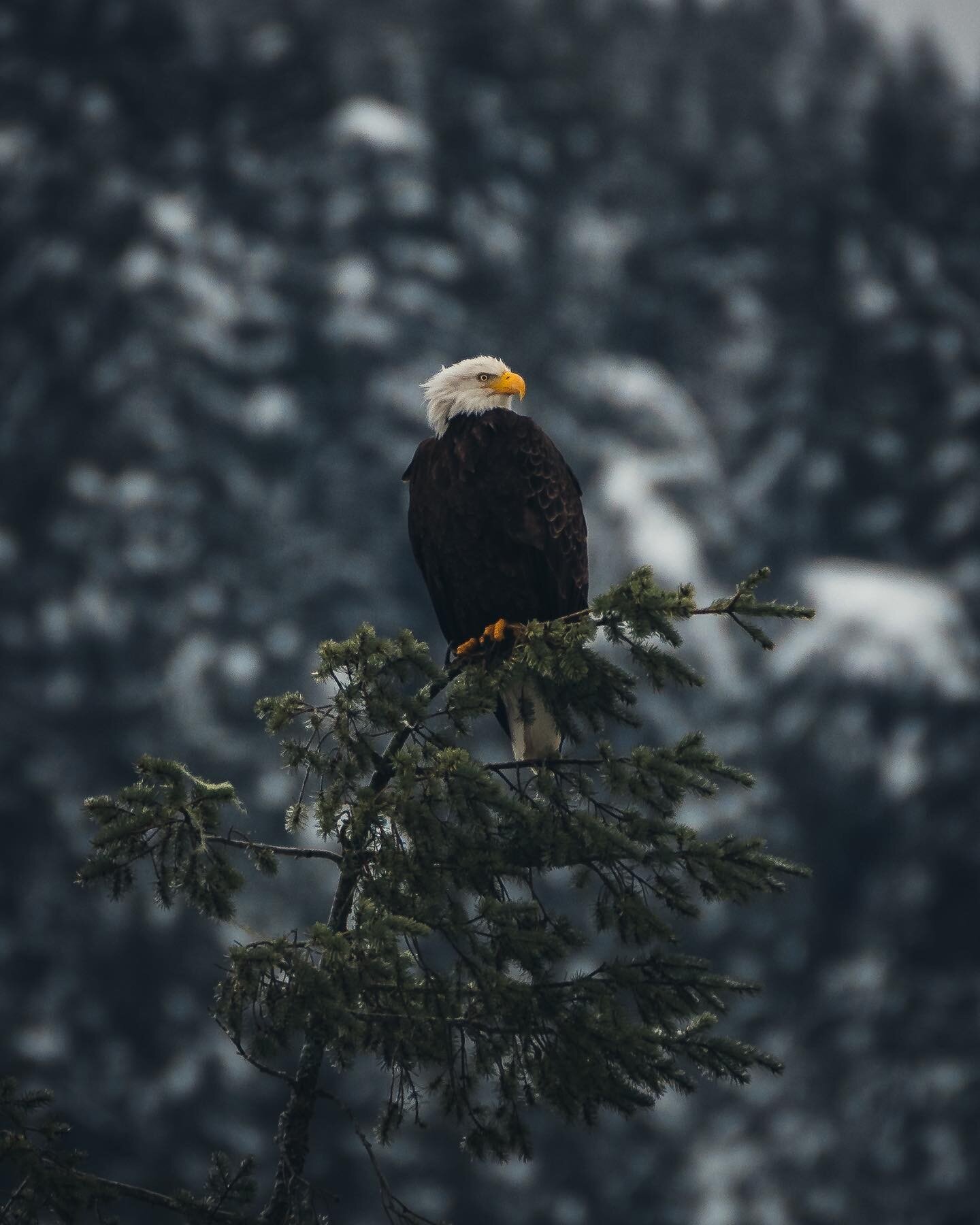 King of the skies. 
__________________________________

I went out scouting for eagles last week right after we received a bunch of snow here in Washington. Needless to say, it&rsquo;s like finding a needle in a hay stack with most trees covered with