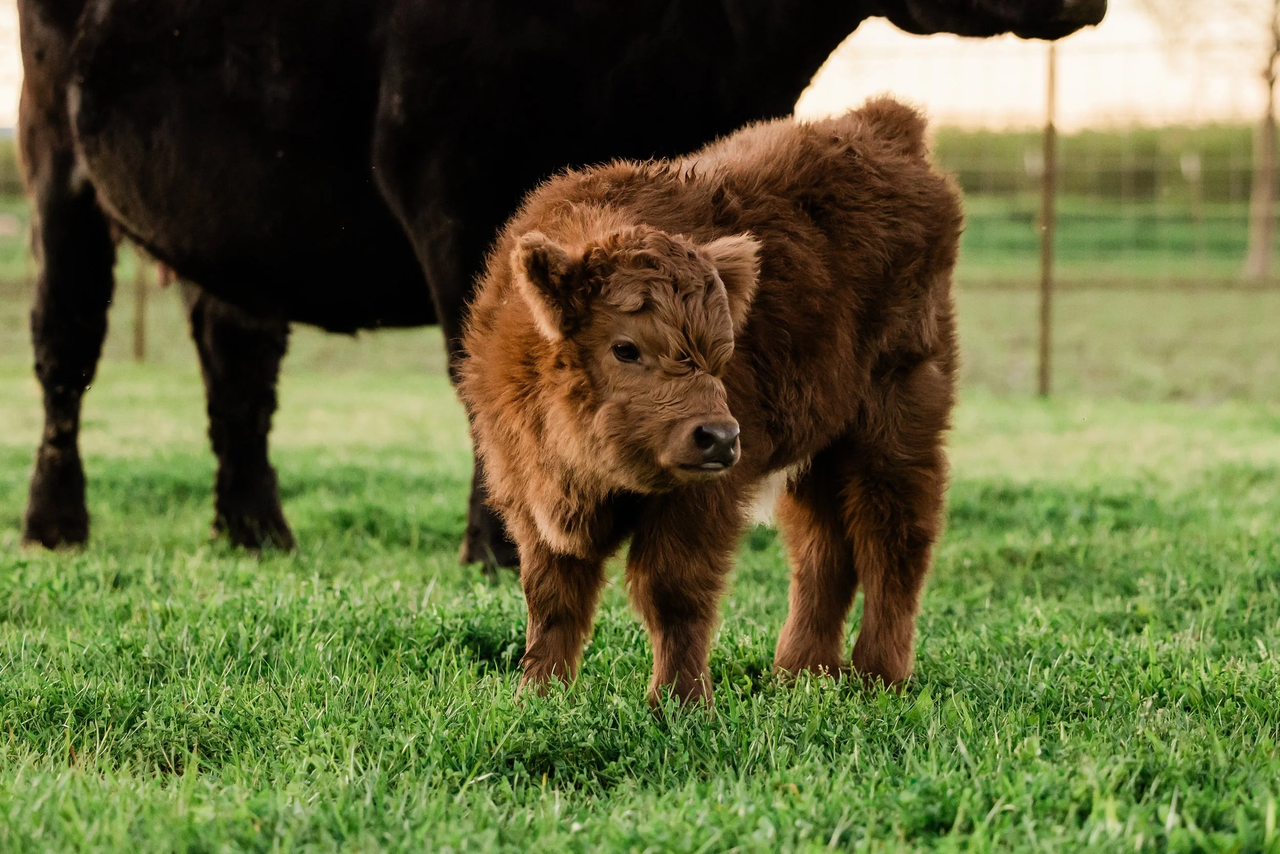 A fluffy brown baby bison standing on green grass with a larger black bison in the background.