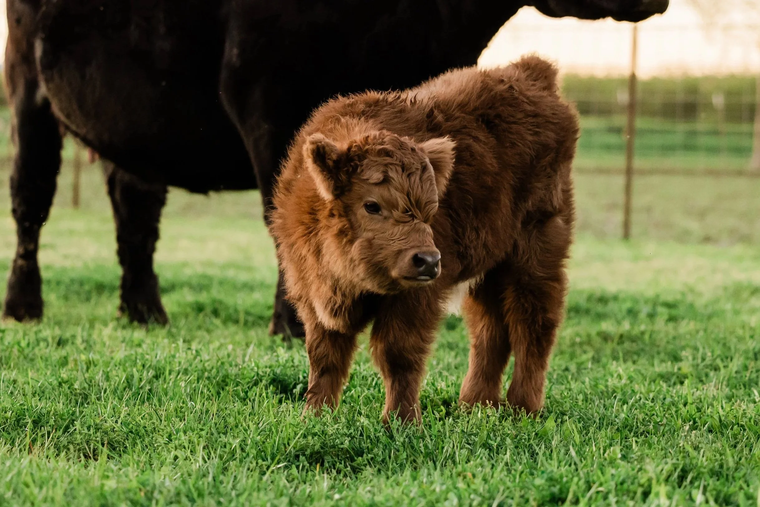 A brown baby bison standing on green grass with another adult buffalo in the background.
