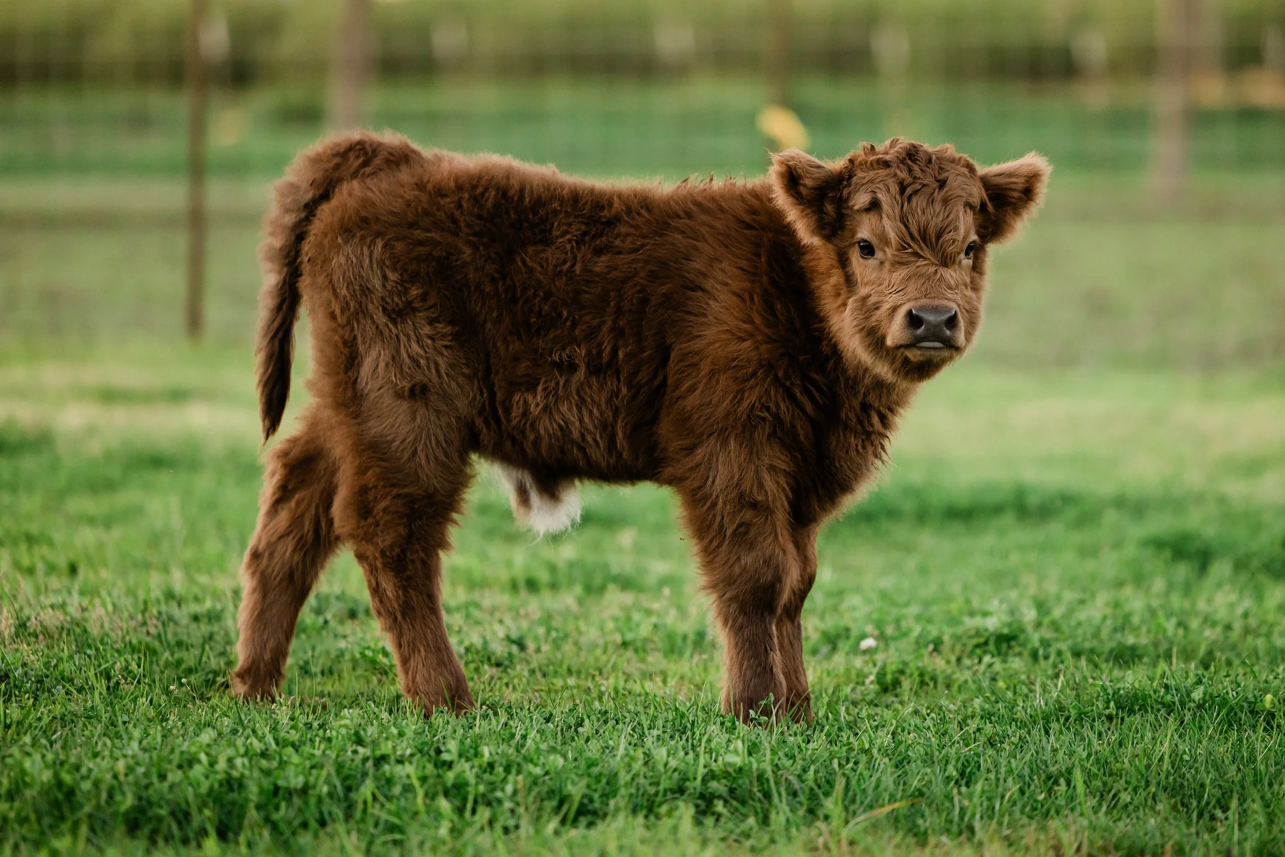 A brown baby buffalo standing on green grass in a fenced outdoor area.