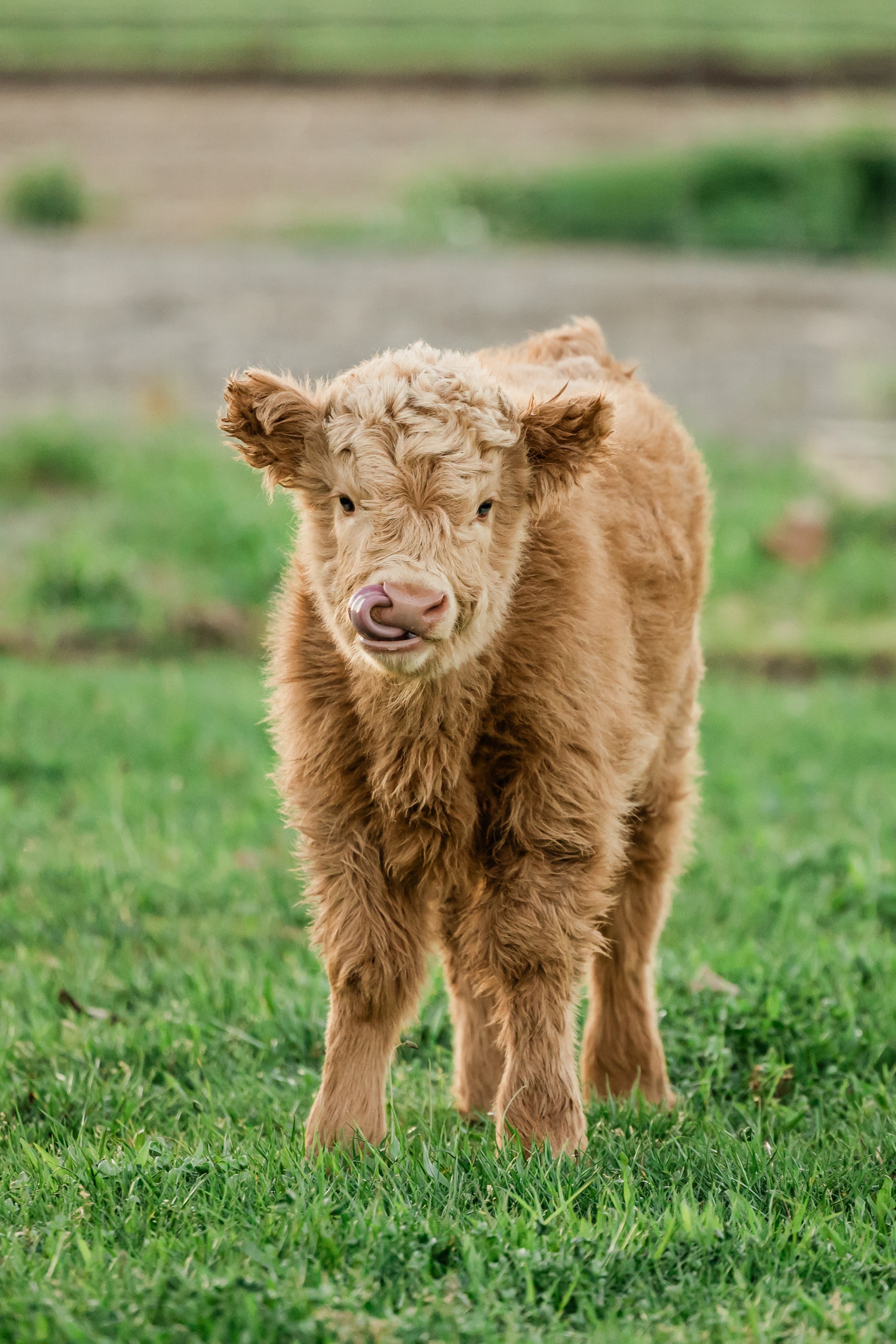 A brown baby calf standing on green grass, licking its nose.