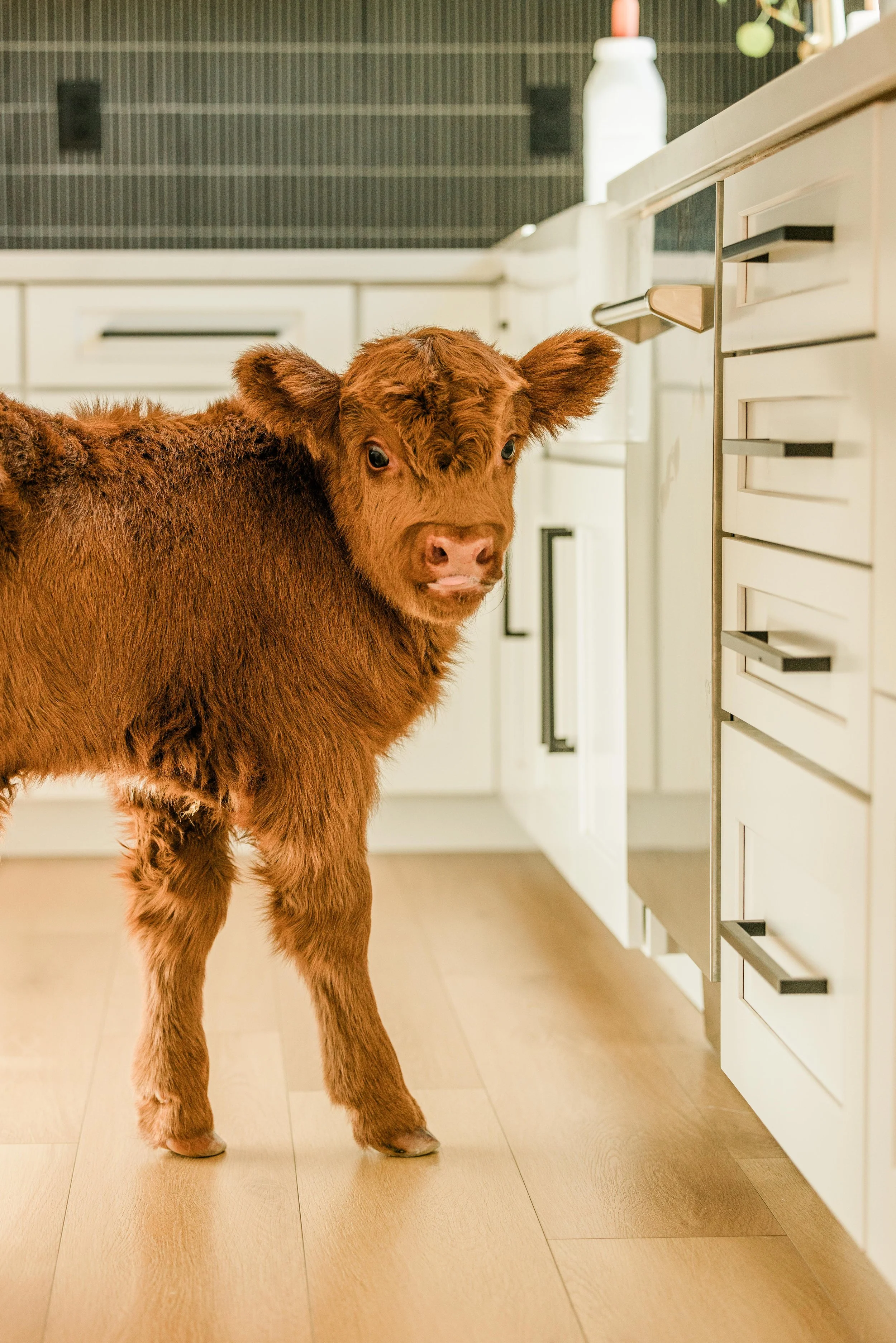 A brown baby cow standing in a modern kitchen with white cabinets and a wooden floor.