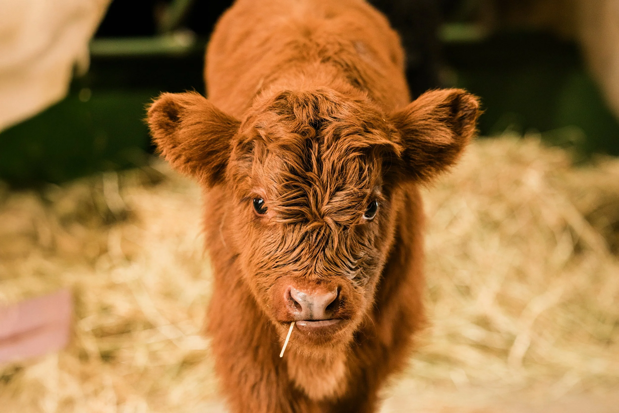 A brown baby cow, likely a calf, standing on a bed of hay, with its tongue slightly sticking out with a small twig in its mouth.