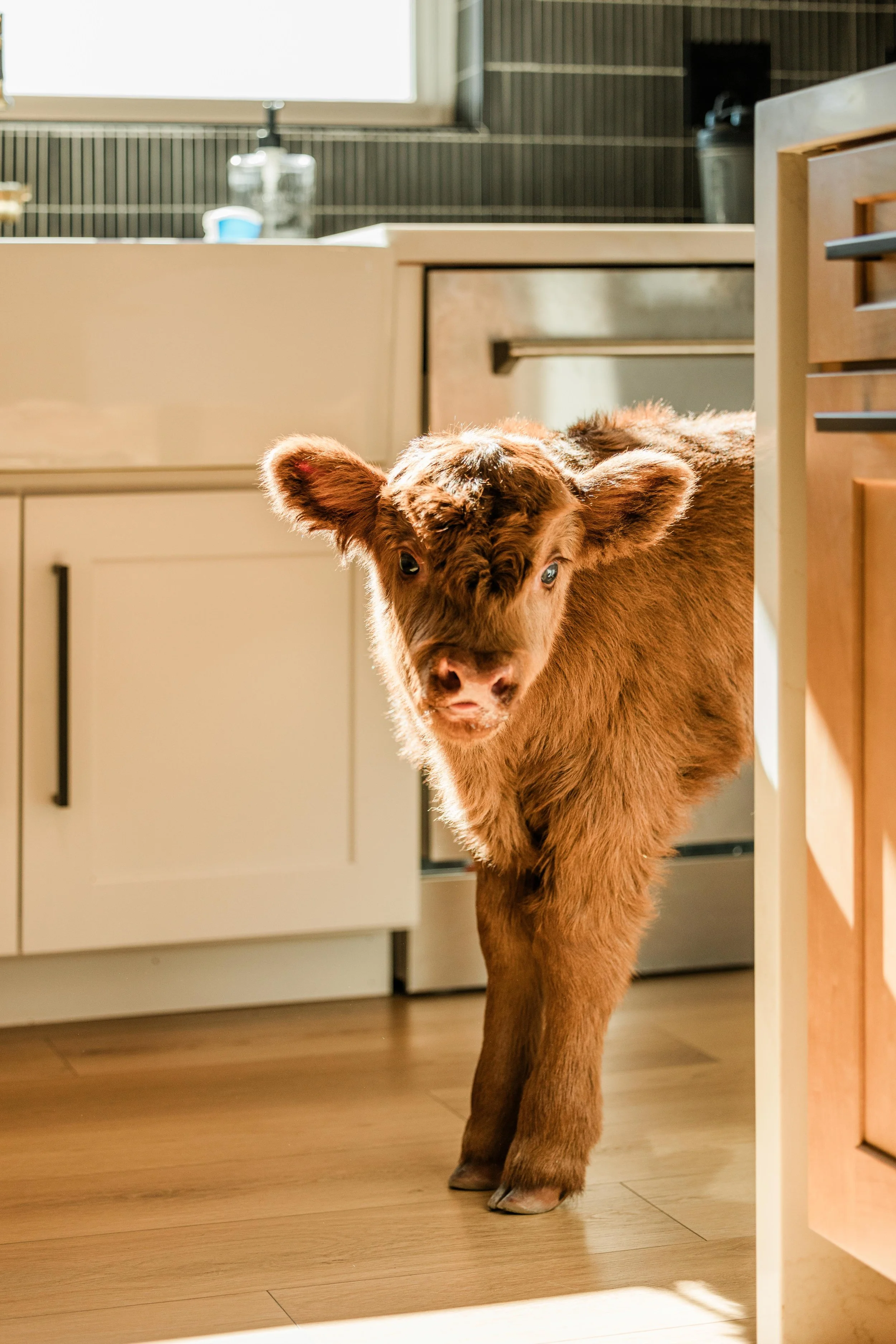 A young brown calf standing in a kitchen near cabinets and a stove, looking towards the camera.
