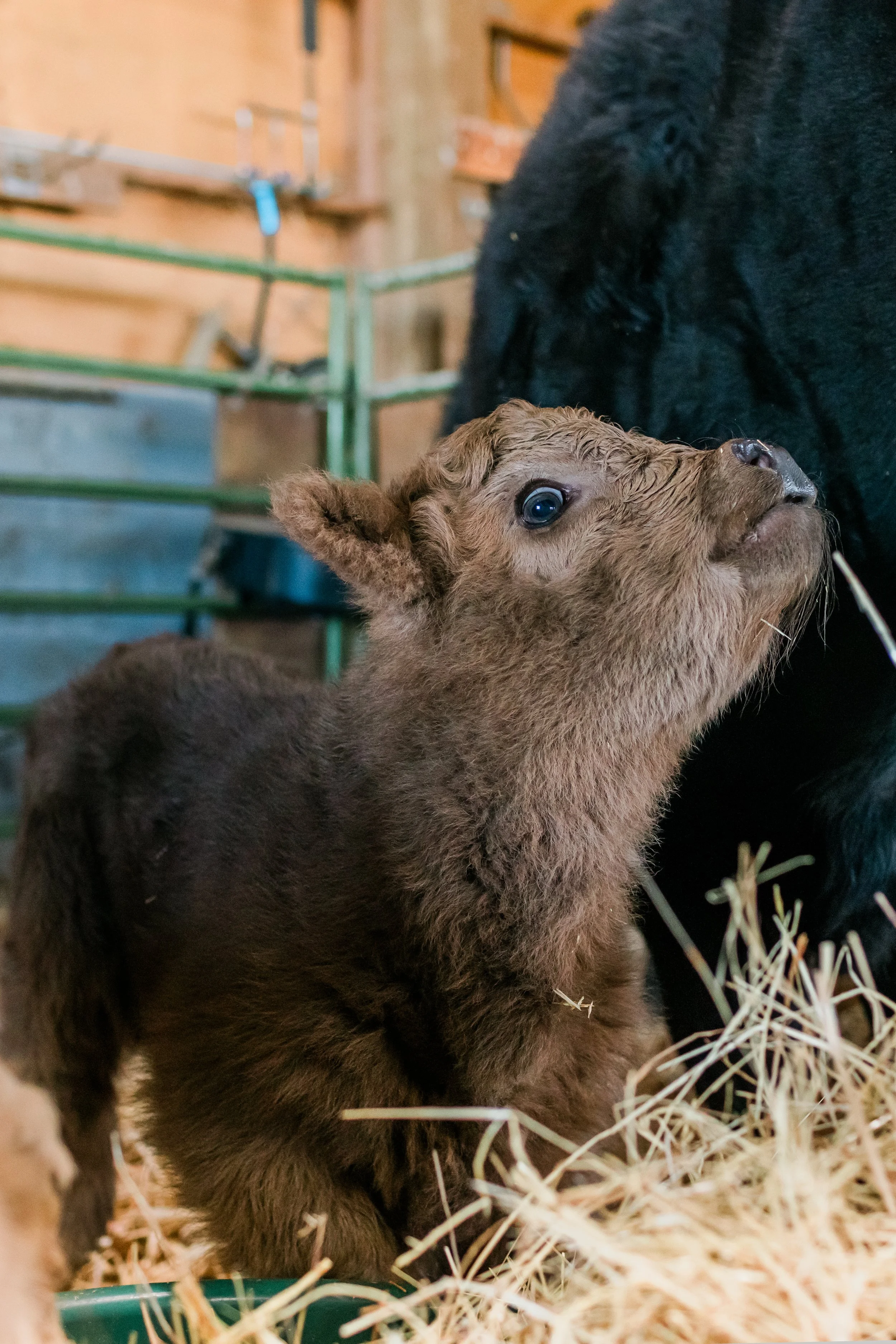 A baby calf with brown fur looking up at a larger black animal, possibly its mother, inside a barn with hay and green metal fencing in the background.