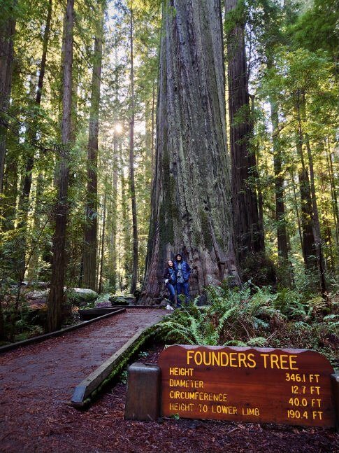 foundersTree.jpg