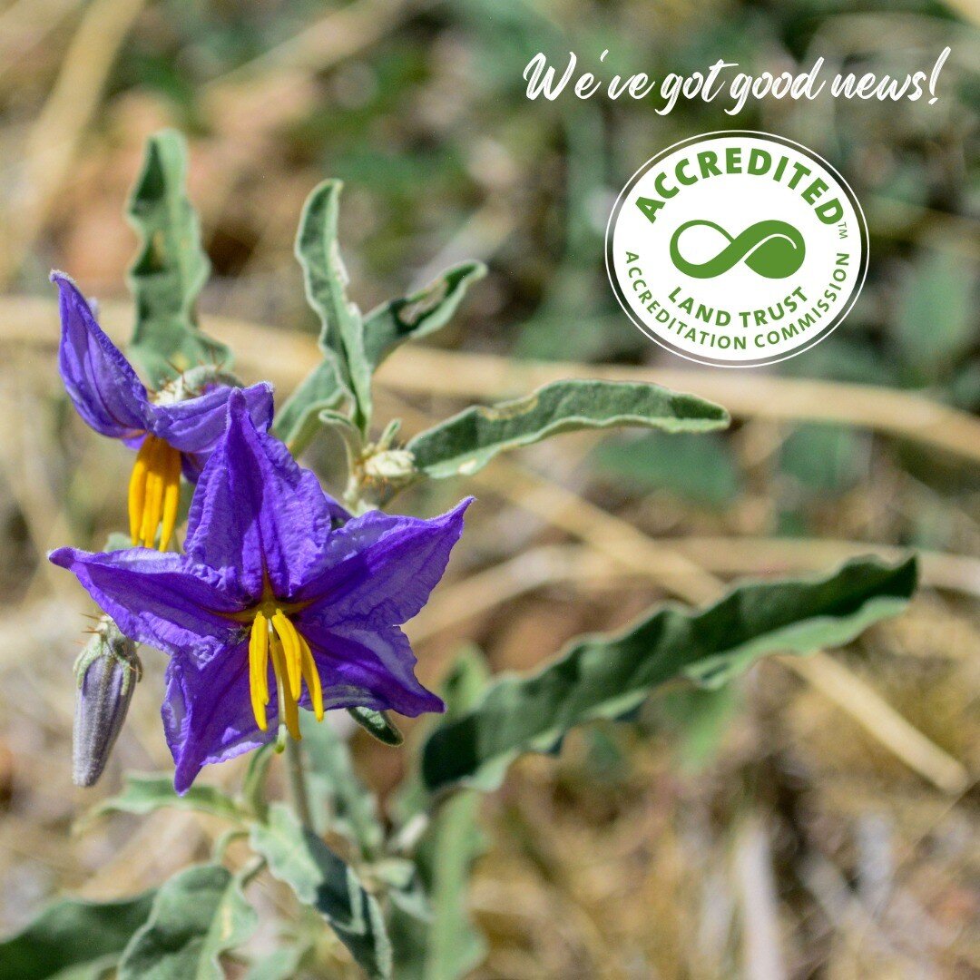 Did you know The Frontera Land Alliance goes through a rigorous process to ensure we are operating at the highest possible conservation standards? The Land Trust Accreditation Commission, the national accrediting body for land trusts, has renewed our