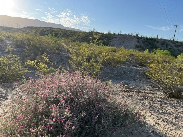 Chihuahuan Desert Fiesta