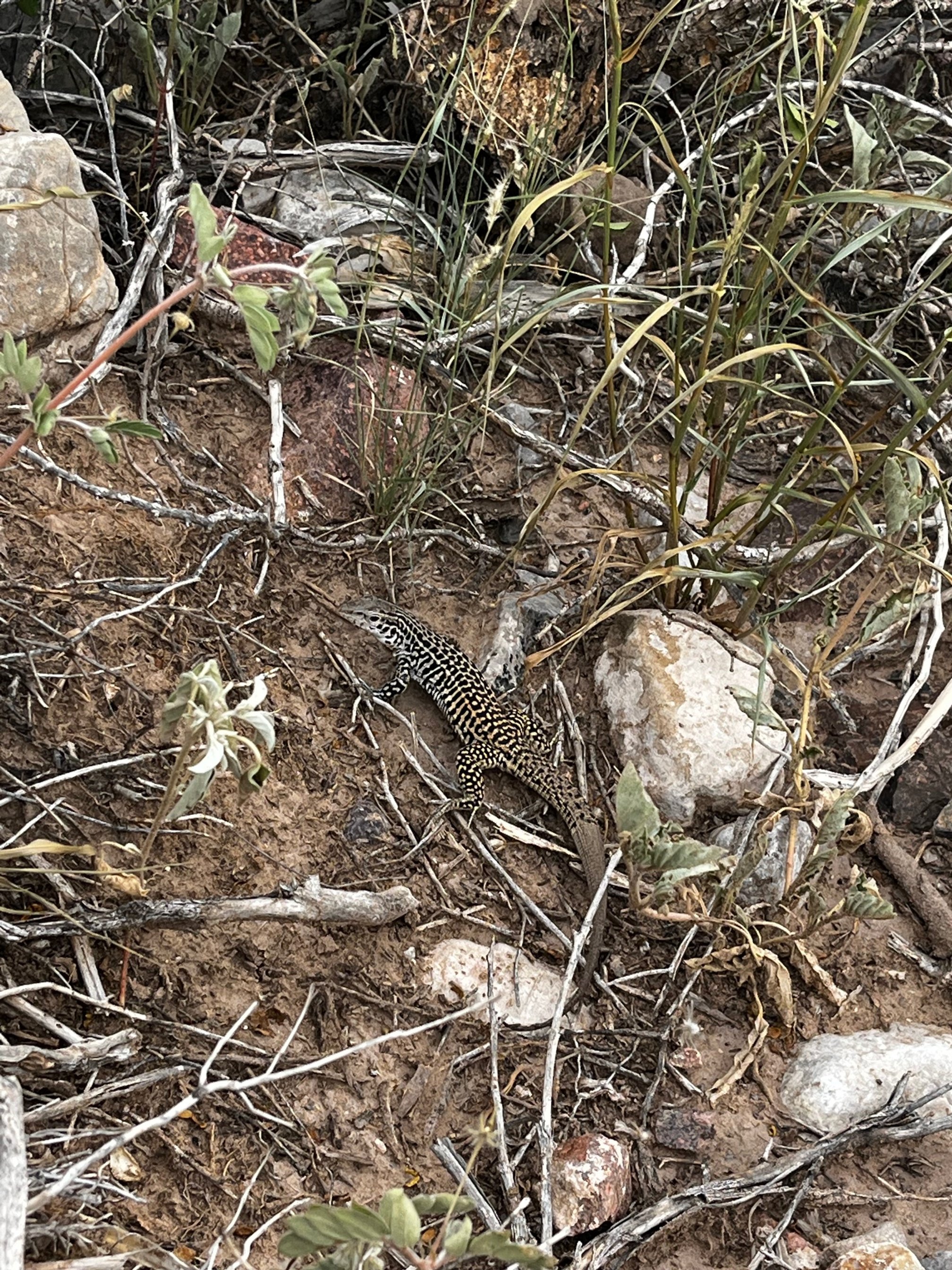 Erosion Control Workday at Knapp