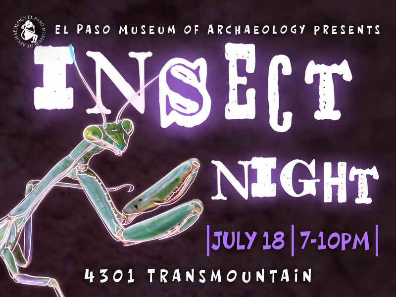 Insect Night at the El Paso Museum of Archaeology