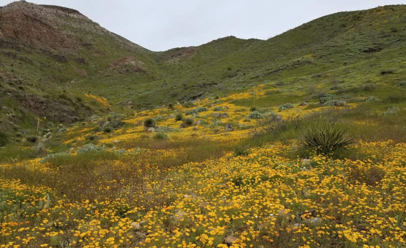 Photo by Judy Ackerman