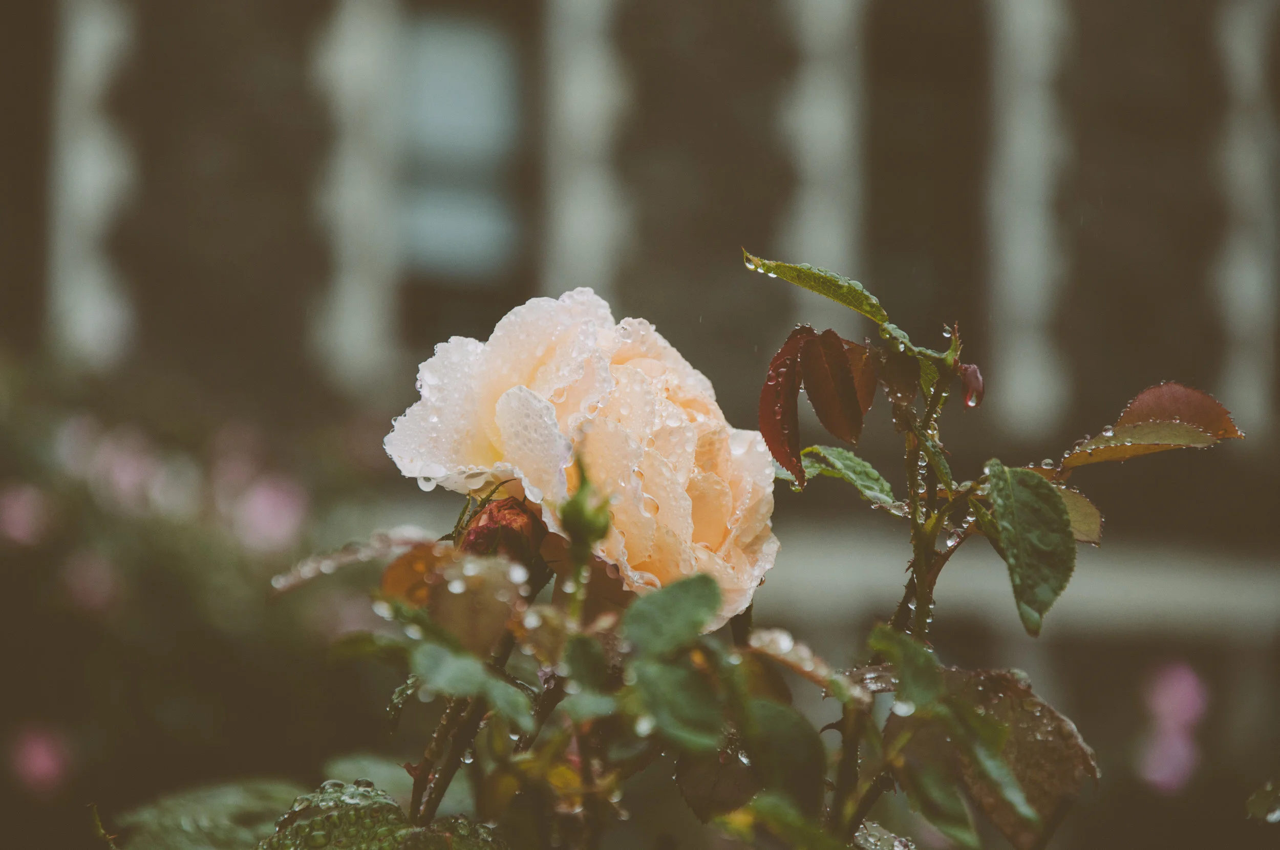 Rainy Day Funds Support the Connection