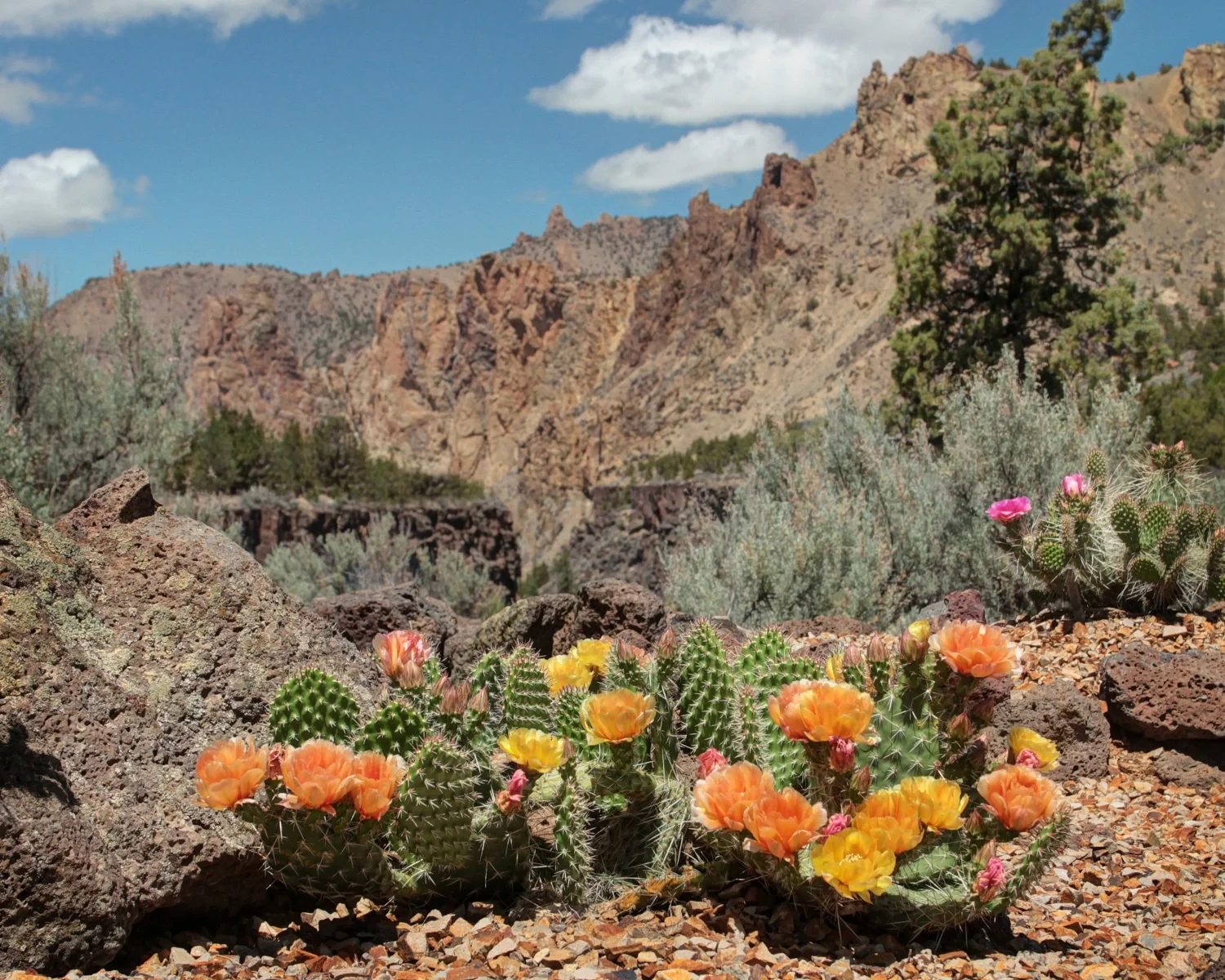 sunset-cactus-and-rocks.jpg.webp