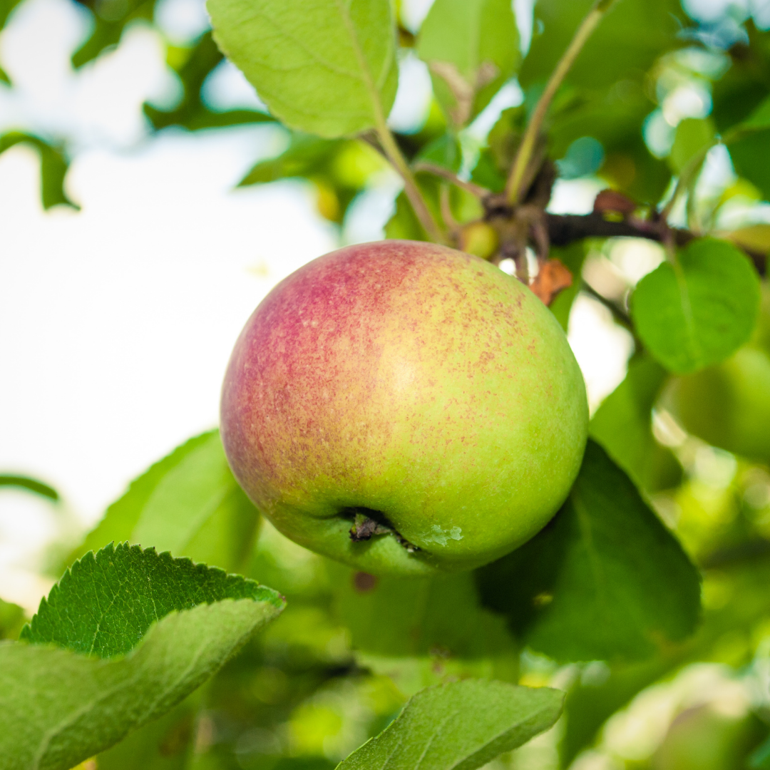 Semi Dwarf, Red Gravenstein Apple (Bare Root) 1"+ Size