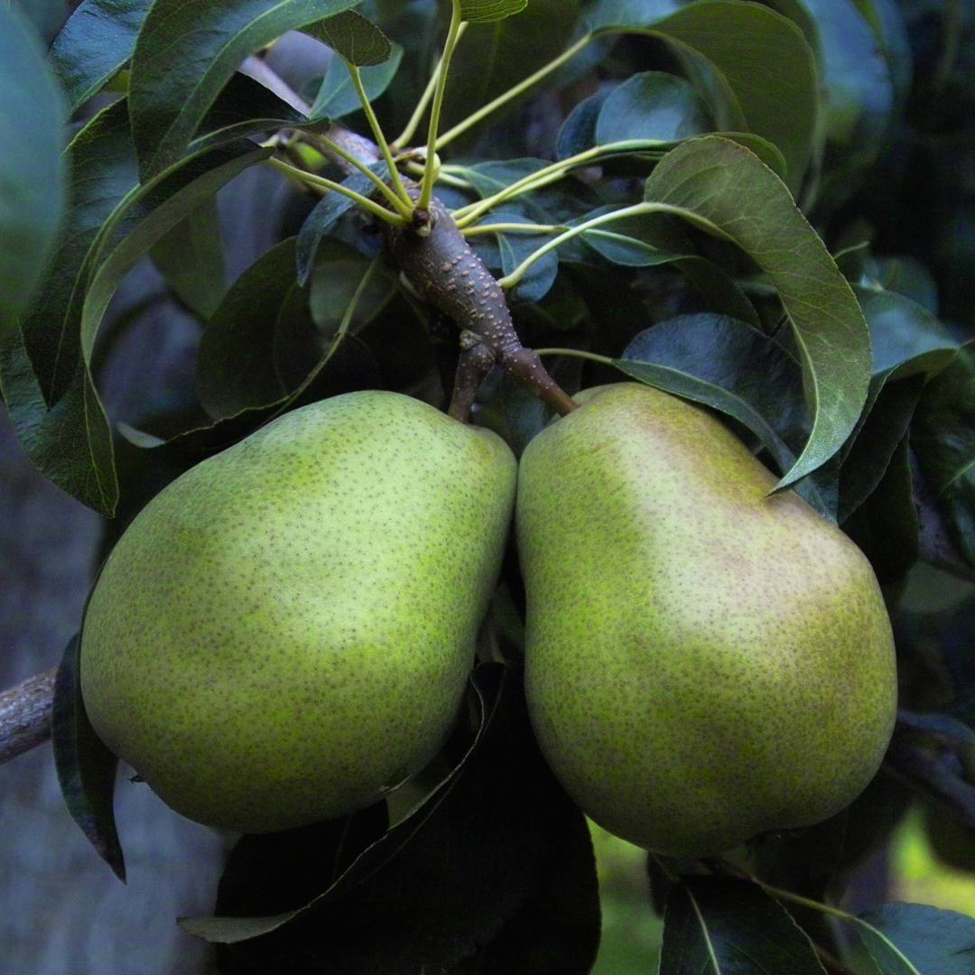 Combination, European Pears (4-way) (Bare Root) 1"+ Size