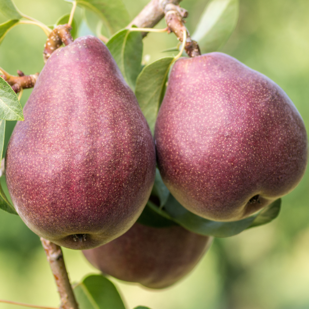 Dwarf, Red Bartlett pear.png