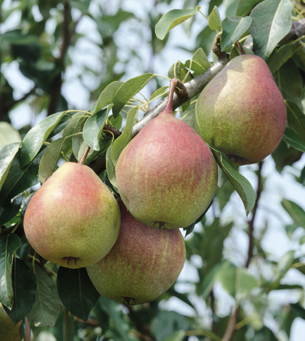 Dwarf, Seckel Pear (Bare Root) 11/16''
