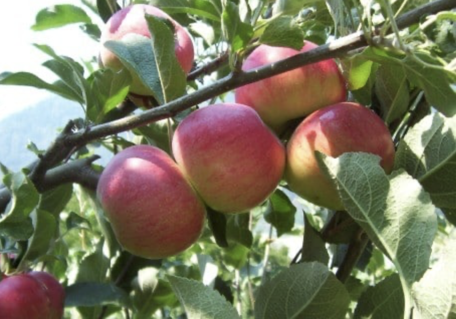 Semi-Dwarf, Akane Apple (Bare Root) 1" + Size