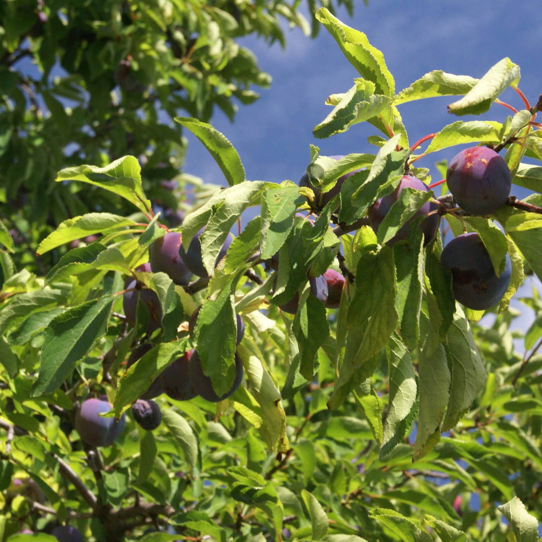 Dwarf%2C+Italian+Prune.png (Copy)