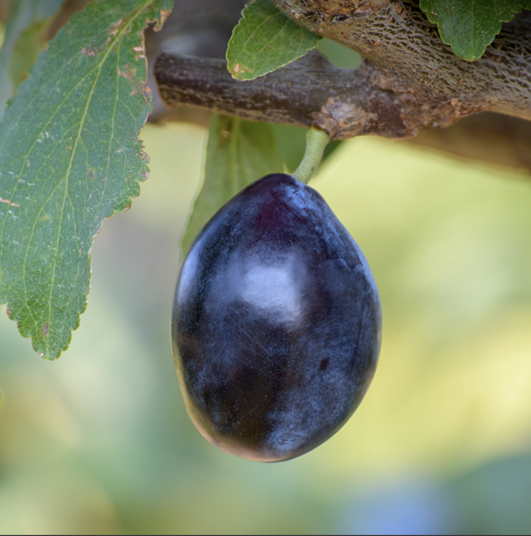 Italian+Prune.png (Copy)