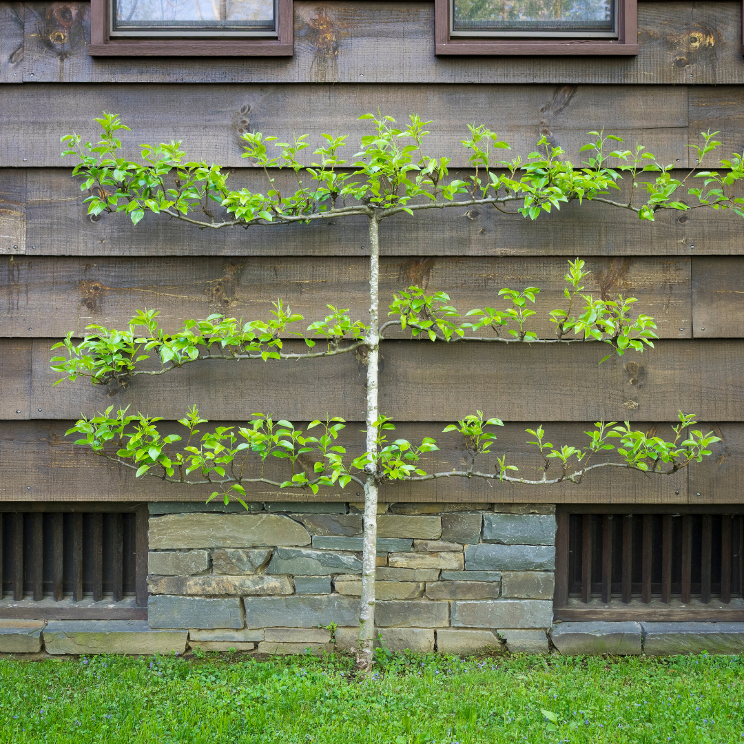 Espalier++Pear.png