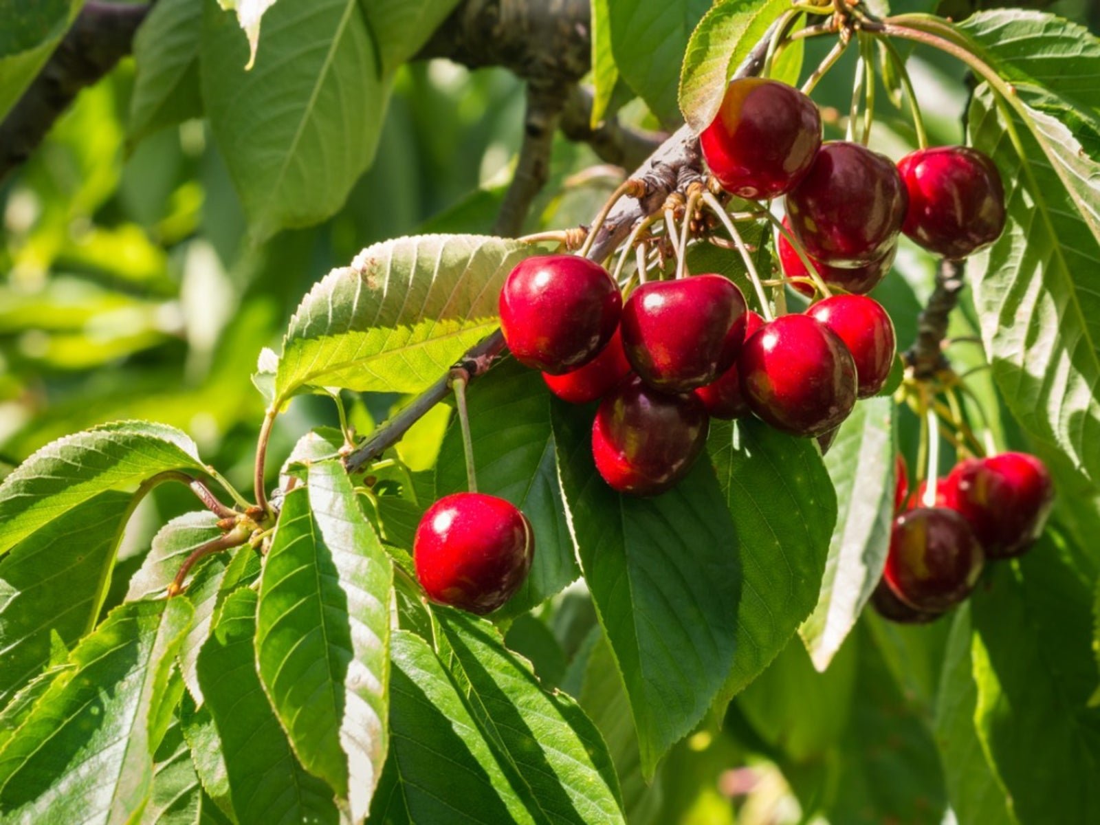 ripe-stella-cherries.jpg
