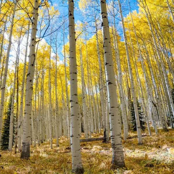 quaking-aspen3_600x600.jpg