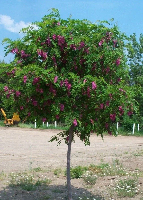 5_29-Purple-Robe-Locust-Tree.jpg