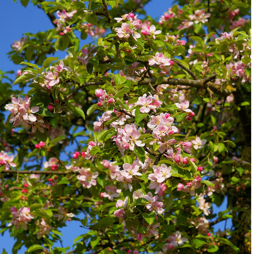 Dwarf, Braeburn Apple (Bare Root) 1"+  Size