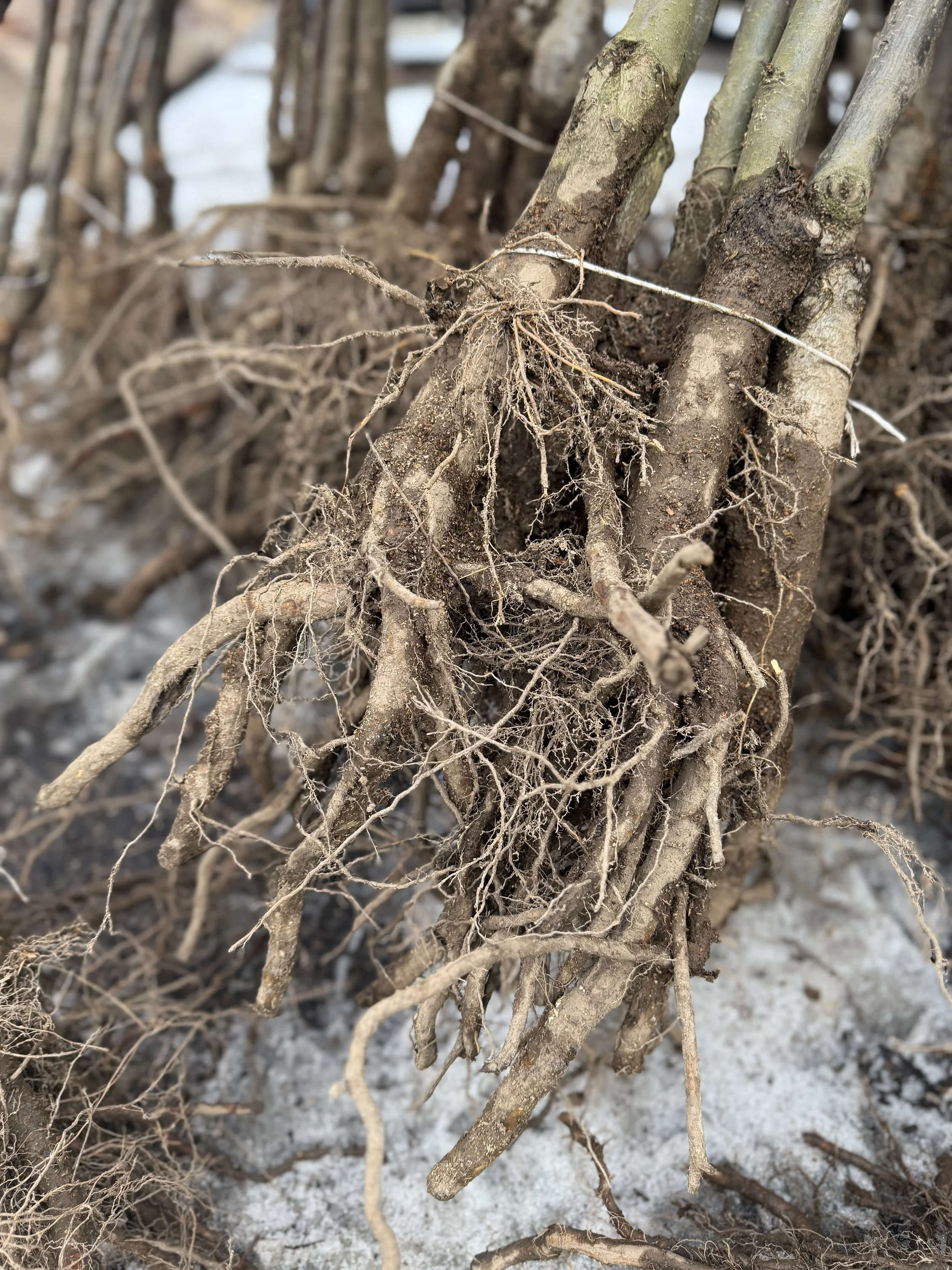 Bare Root Plants: How to Care for Them Before Planting
