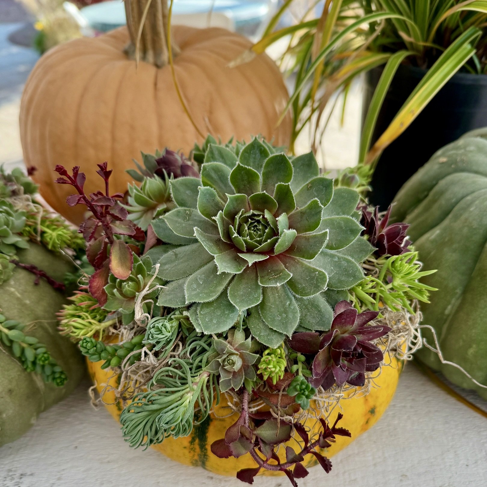 Pumpkin Succulent Centerpiece Workshop Oct. 17