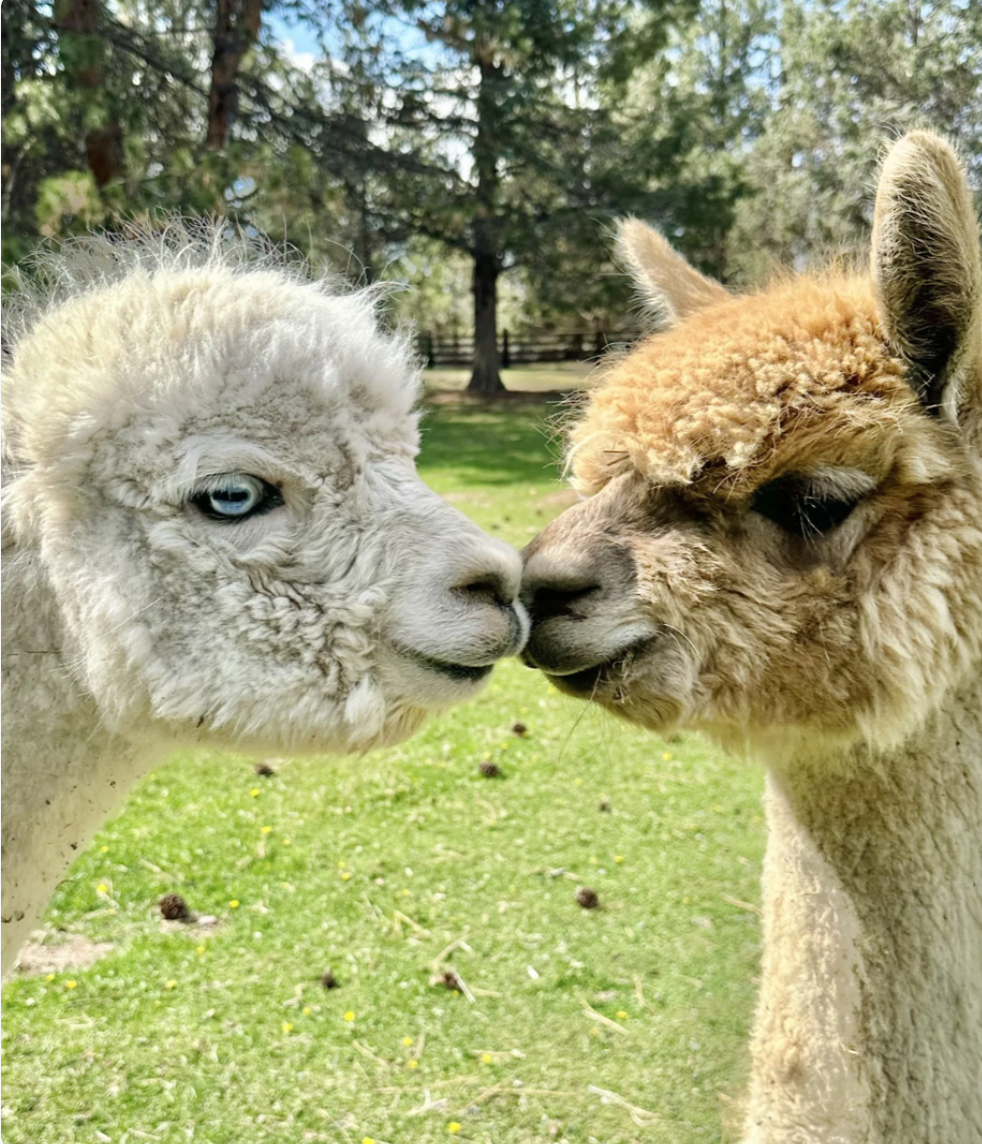 Meet the Alpacas at The Patch! 