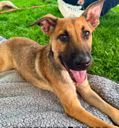 Street Dog Hero Adoption Day