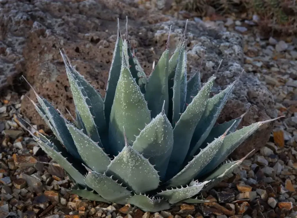 cactus class 2.webp