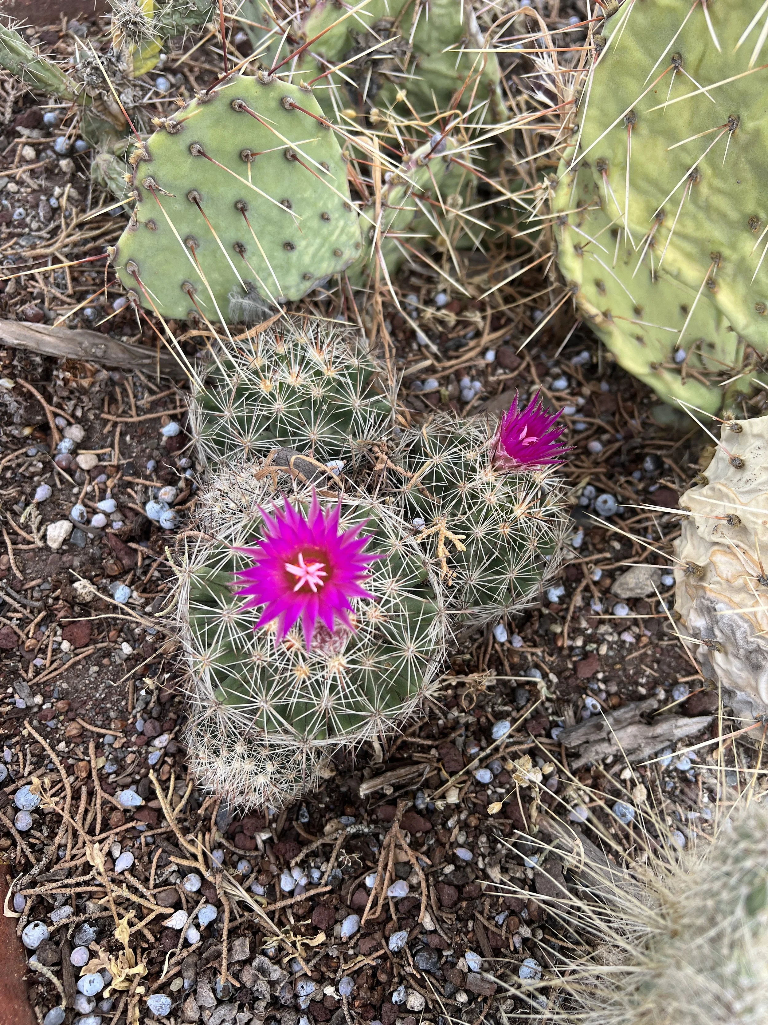 Cactus Care in Central Oregon on Saturday, Aug 1 from 11am - 12pm