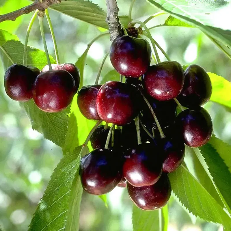 Semi Dwarf, Black Tartarian Cherry (Bare Root)  1" + Size (2-Branch)