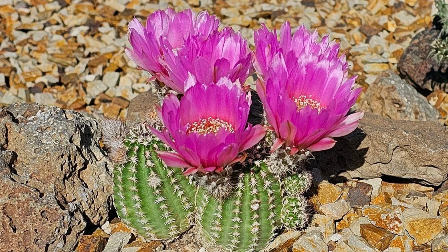 cactus+bloom.jpg