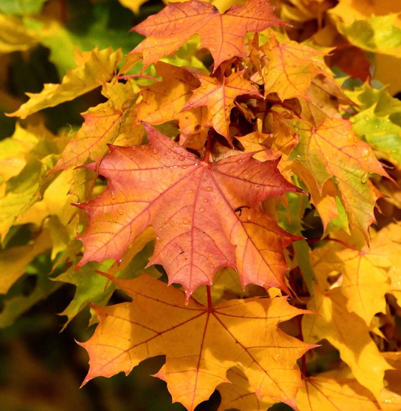 Acer Platanoides, Norway Maple (Bare root) 1" Size