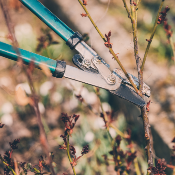Pruning Class on Saturday, May 2nd from 11am - 12pm