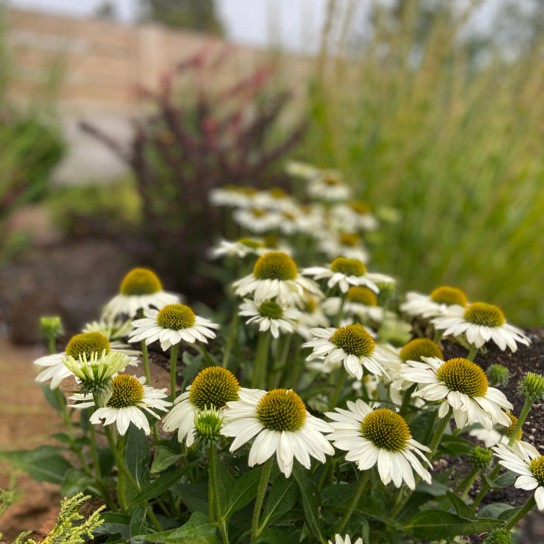 Hardy Perennials & Grasses