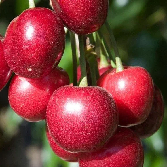 Semi-Dwarf, Utah Giant Cherry (Bare Root) 1" + Size