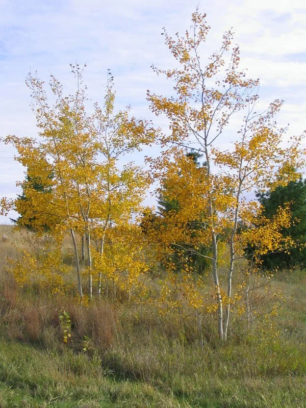 Prairie Gold® Quaking Aspen (Populus tremuloides ‘NE-Arb’)(Bare Root) — 5' Size Stub