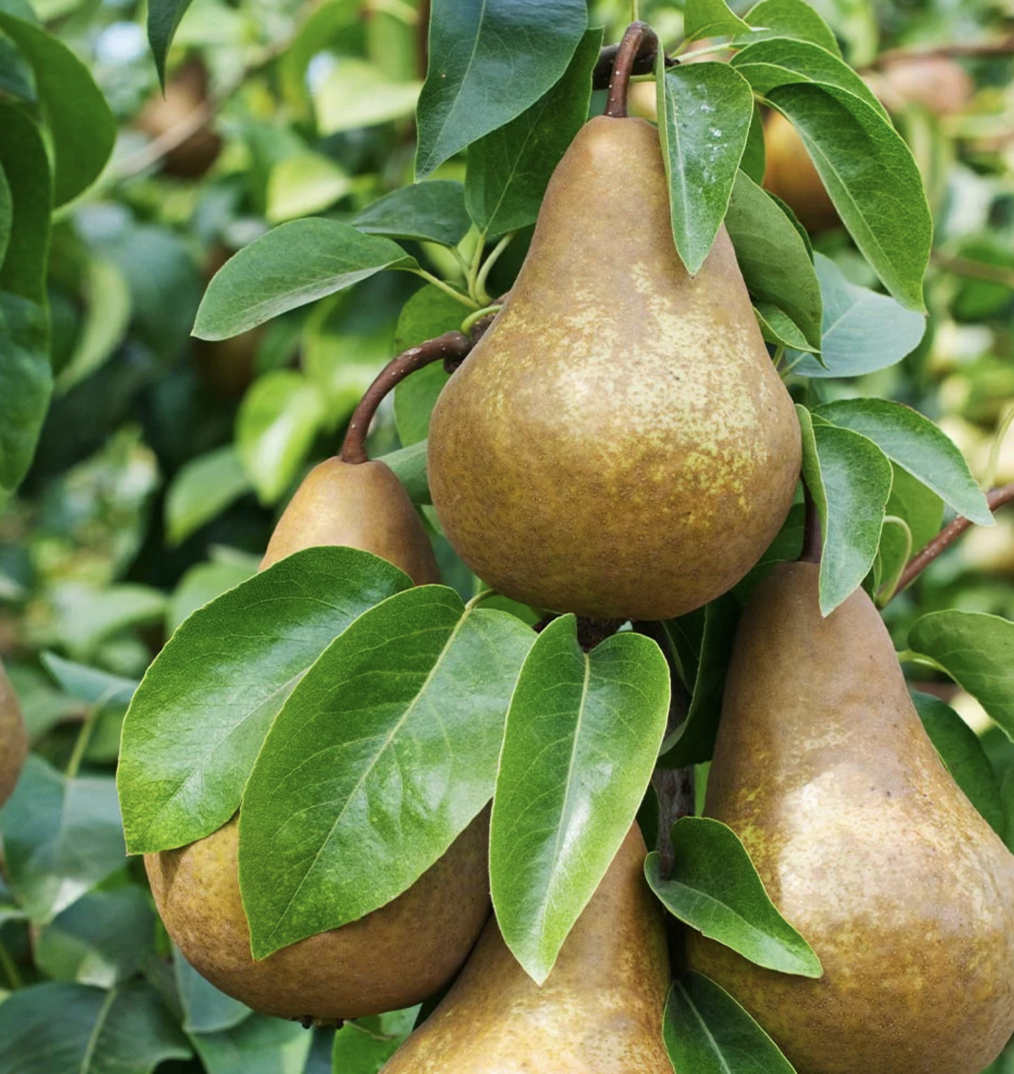 bosc pear.png