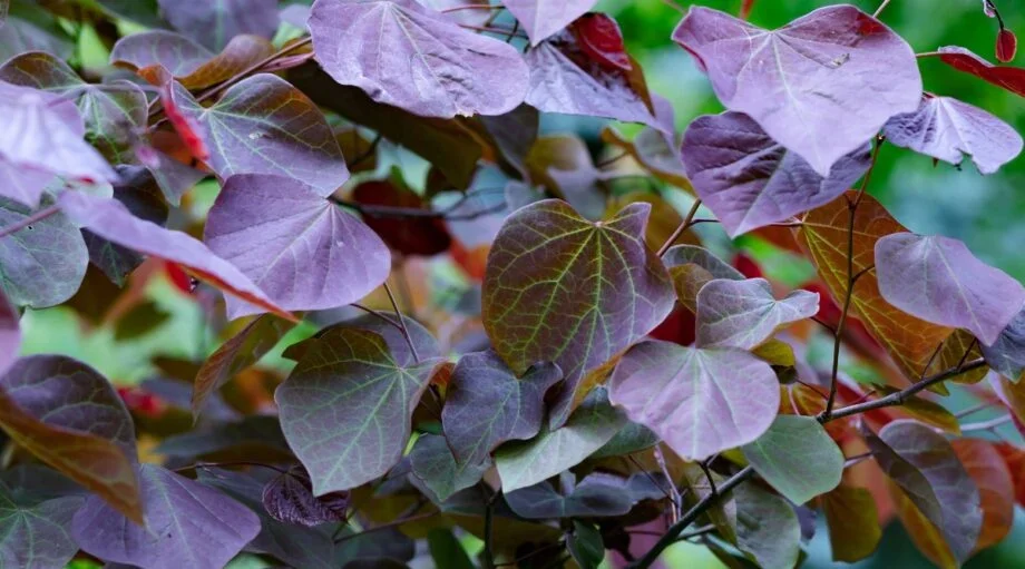 Cercis Canadensis, Eastern Redbud Shrub (bare root) 2'-3' Size