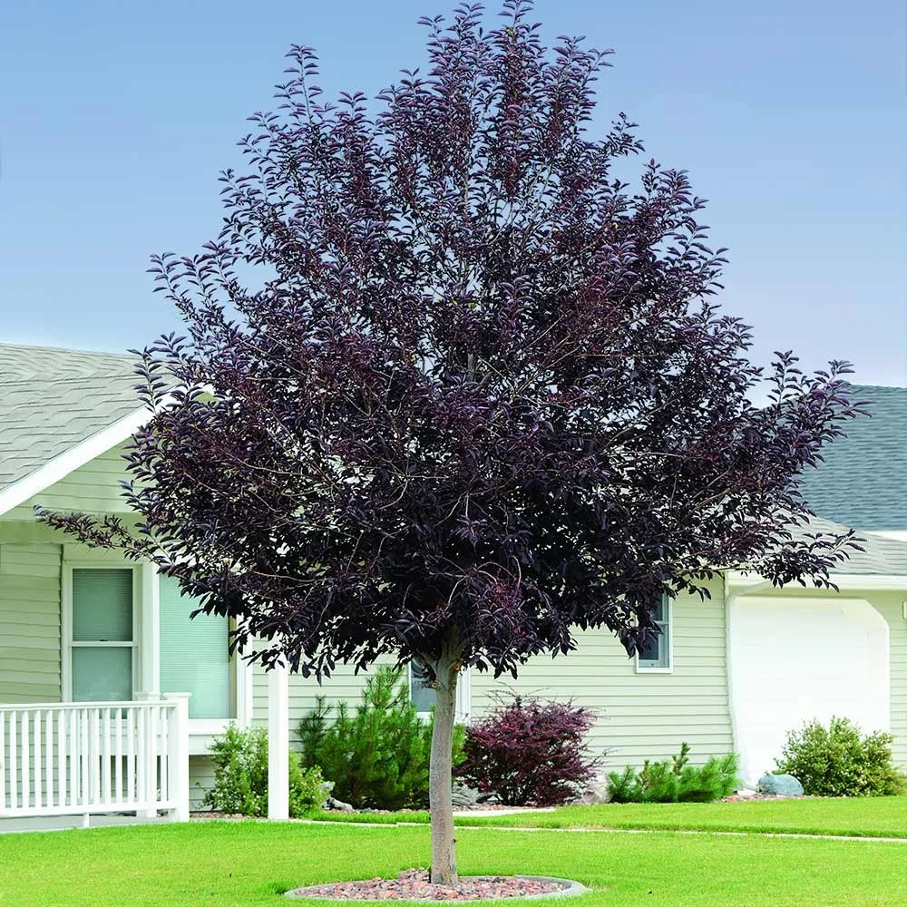 Canadian_Red_Chokecherry_1.jpg