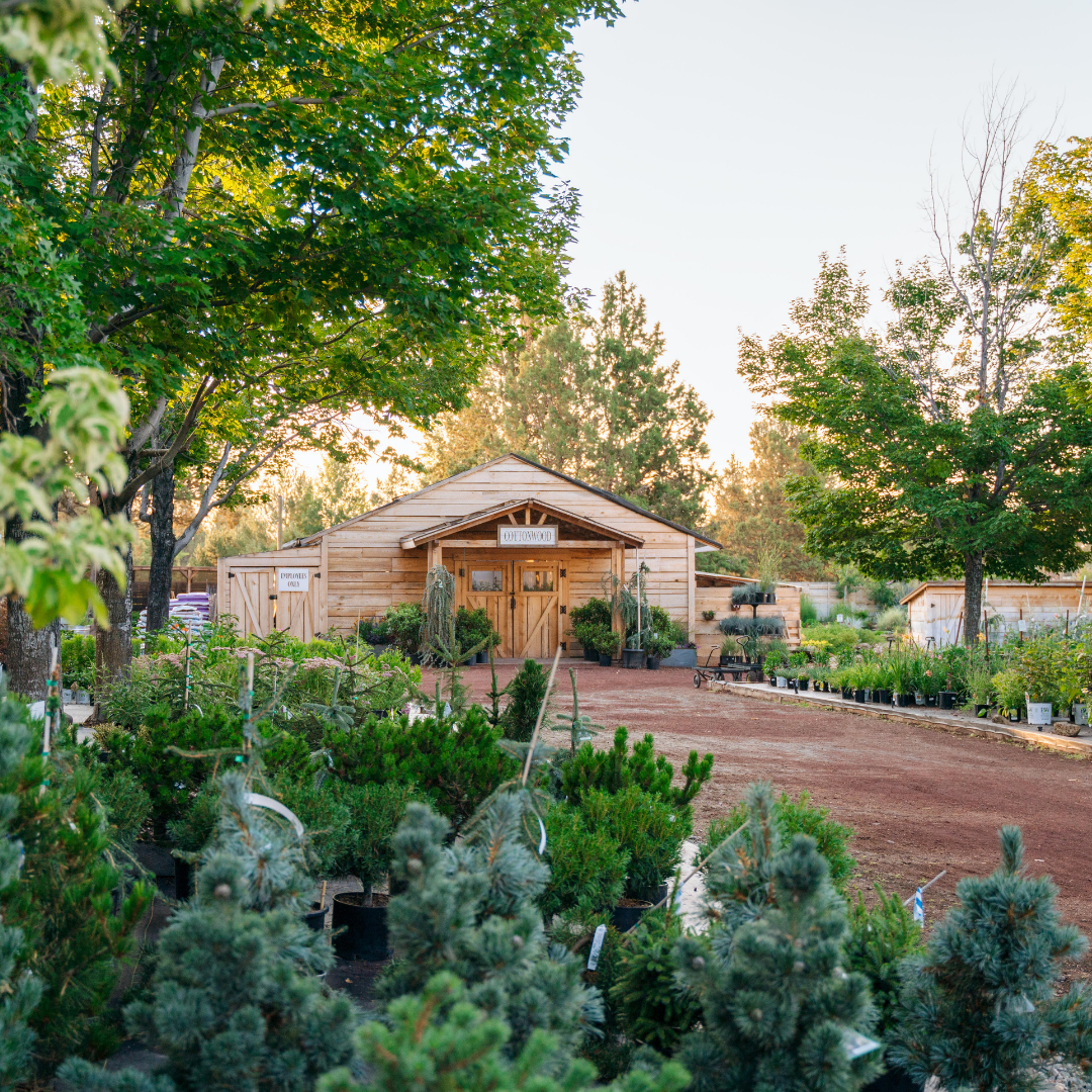 Trees & Shrubs